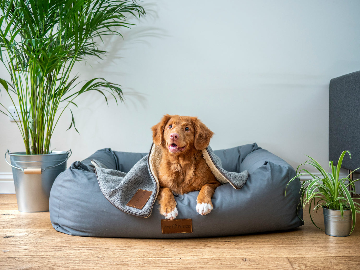 My Paw Lounge Beds & Sofas